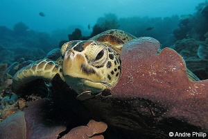 "Nice place to sleep" - Green turtle in her bed... ;-)
N... by Andre Philip 